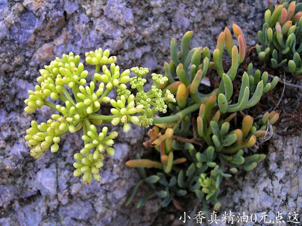 海茴香ZA.criste_marine_essential_oil-min.jpg