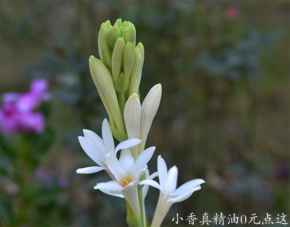 晚香玉GettyImages-665533834-5aae1a73119fa80037730a8c.jpg