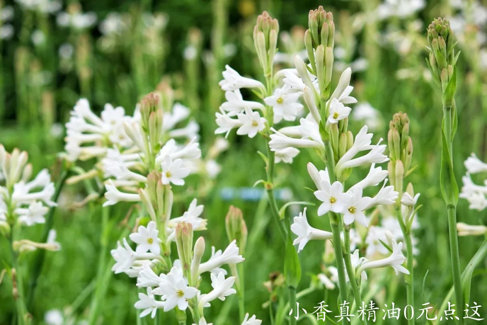 晚香玉273624-1200x800-tuberose.jpg