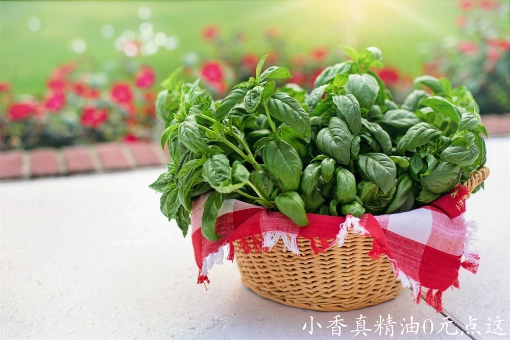 甜罗勒Image by Jill Wellington from Pixabay.jpg