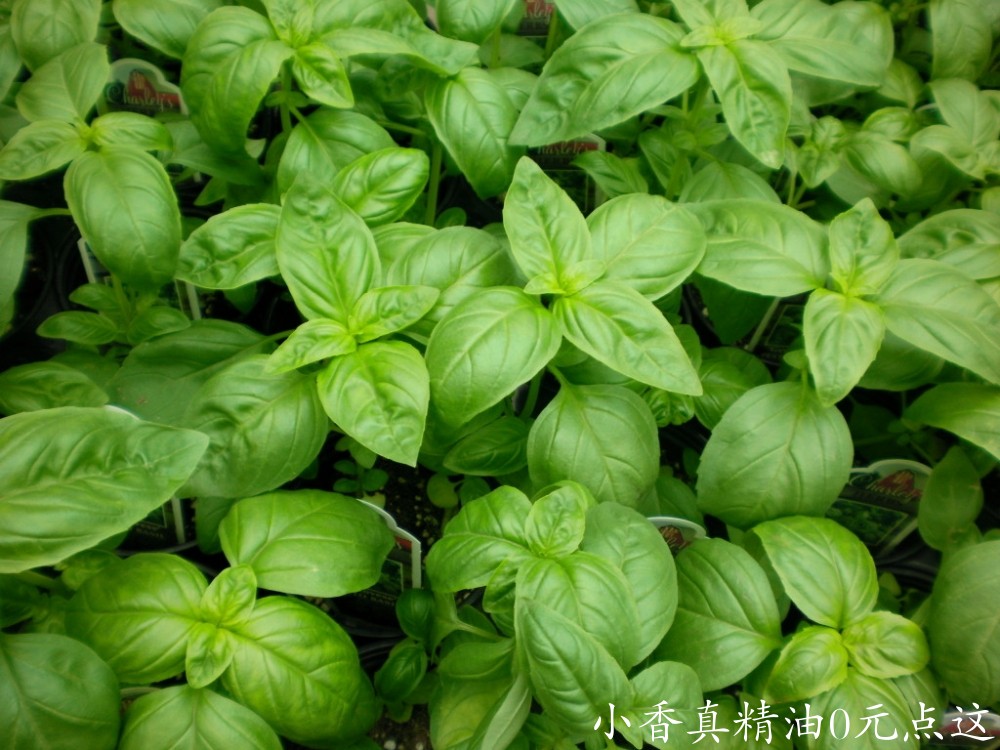 甜罗勒Herb-Basil-Sweet-Genevieve-1024x768.jpg