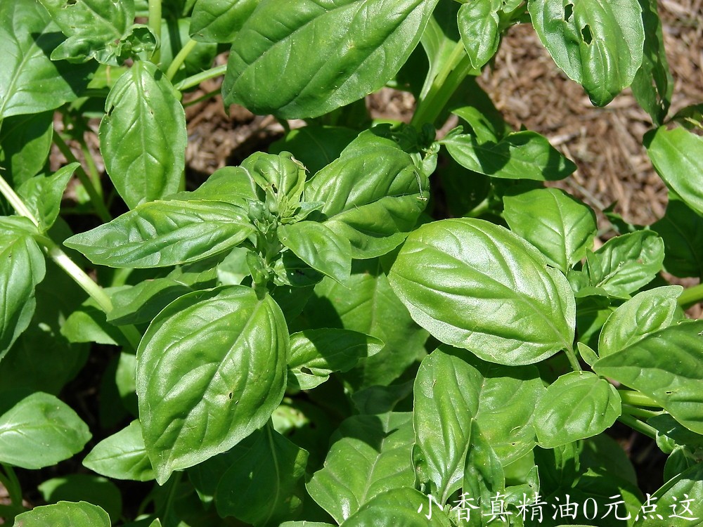 甜罗勒ocimum-basilicum-le-kstarr3 (1).jpg