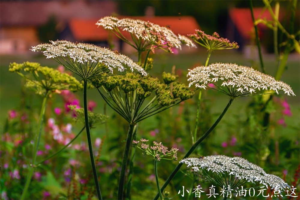西洋蓍草Image by analogicus from Pixabay.jpg