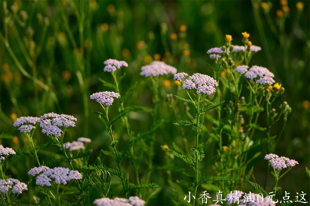 西洋蓍草Image by jggrz from Pixabay.jpg