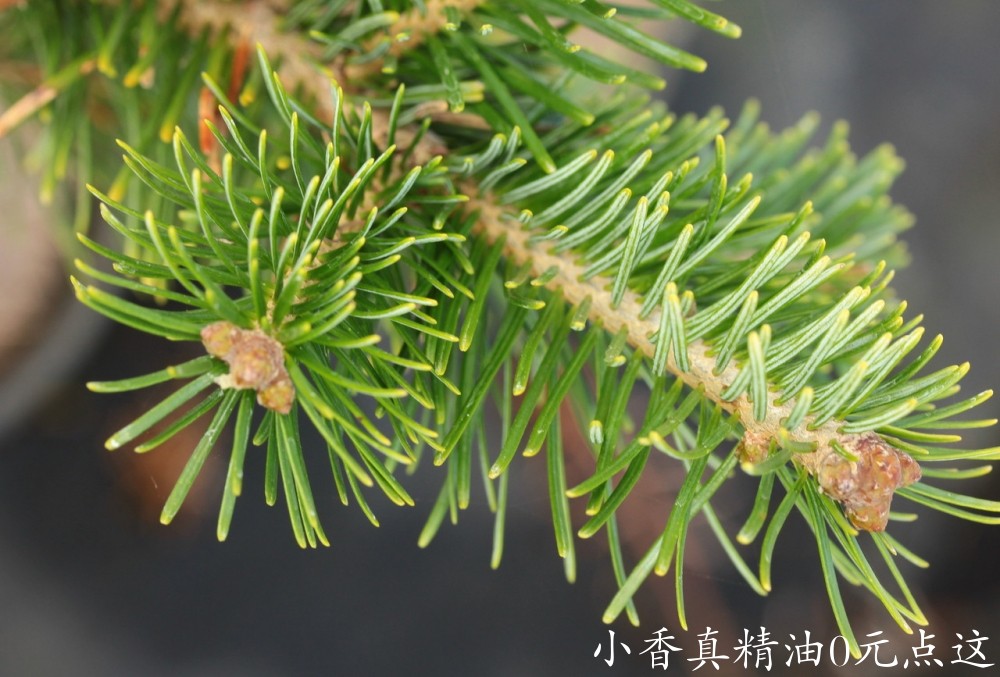 西伯利亚冷杉Abies_sibirica_ssp._alpinum__66315.1504623924.1280.1280.jpg