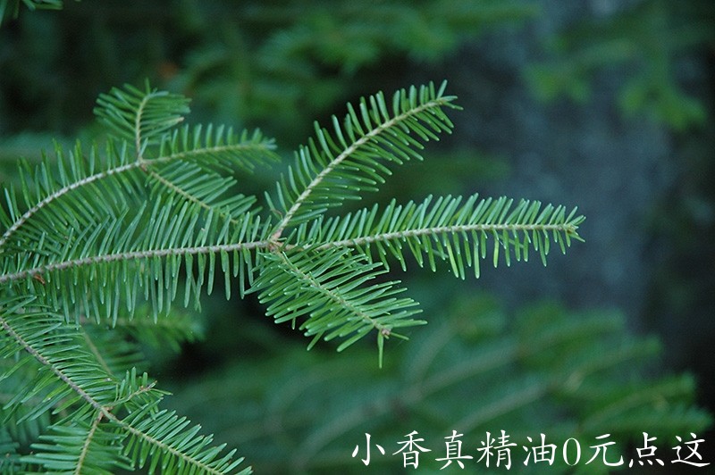 香脂冷杉F647-16.jpg