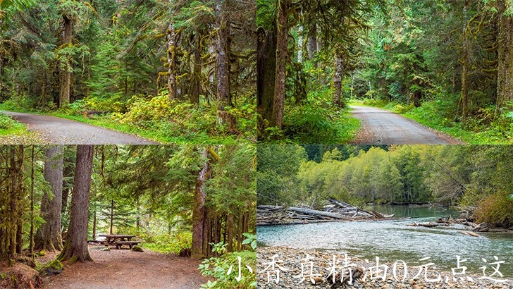 欧洲冷杉silver-fir-campground-34.jpg