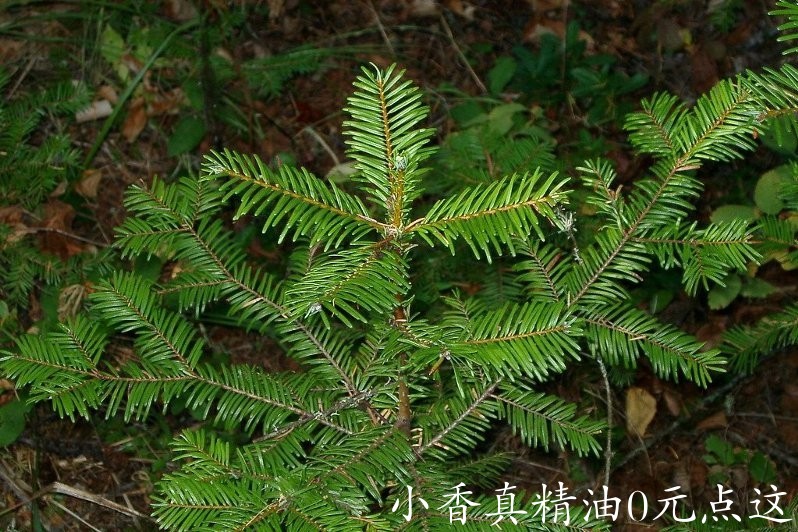 巨冷杉 giant fir-Abies Grandis.jpg