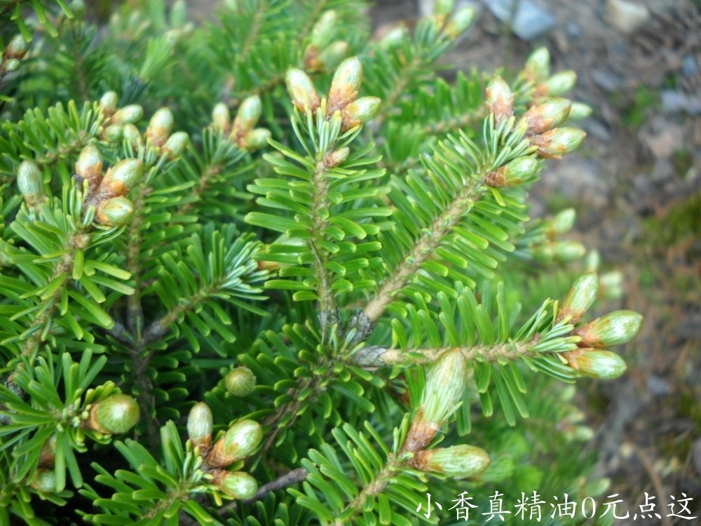 欧洲冷杉abete-bianco_O2.jpg