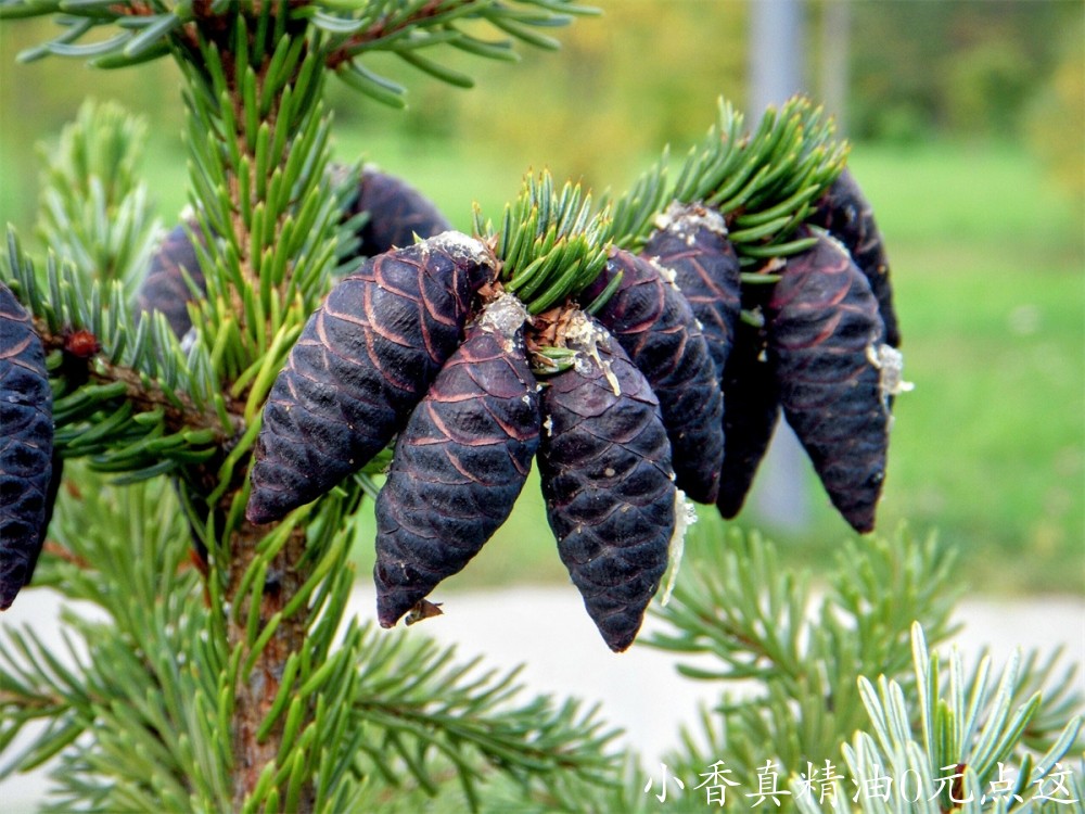 黑云杉Black-spruce-scaled.jpg