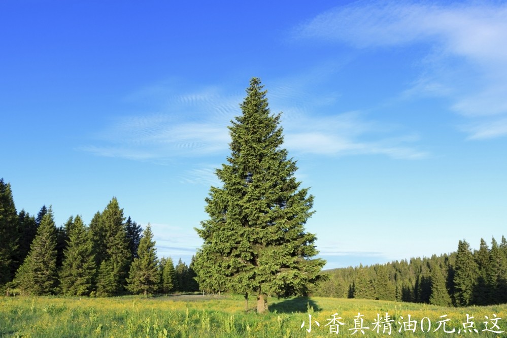 黑云杉1200-9166-spruce-trees-photo3.jpg