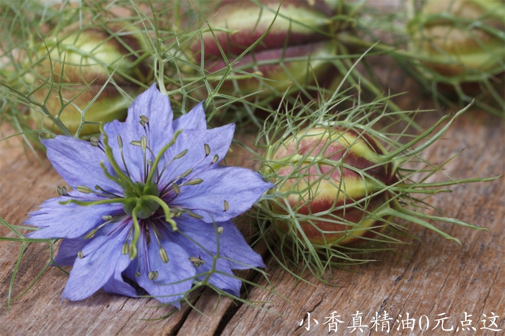 黑种草Nigella-Sativa.jpg