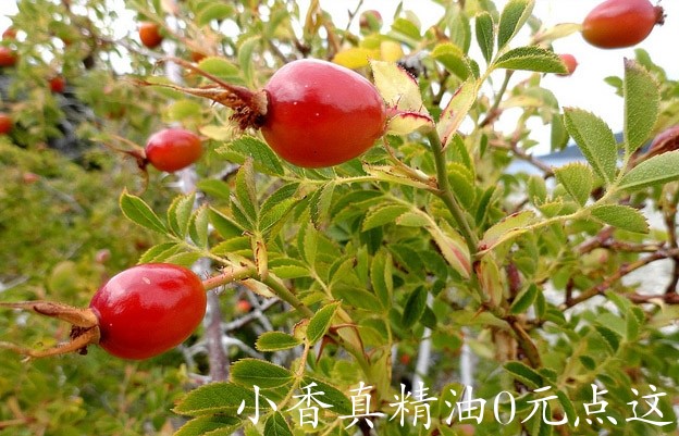 玫瑰果Rose-Hip.jpg