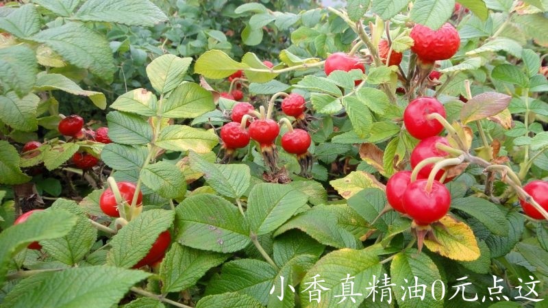 玫瑰果rosehip_1_bush1.jpg