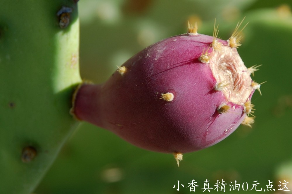 仙人掌opuntiastricta.jpg