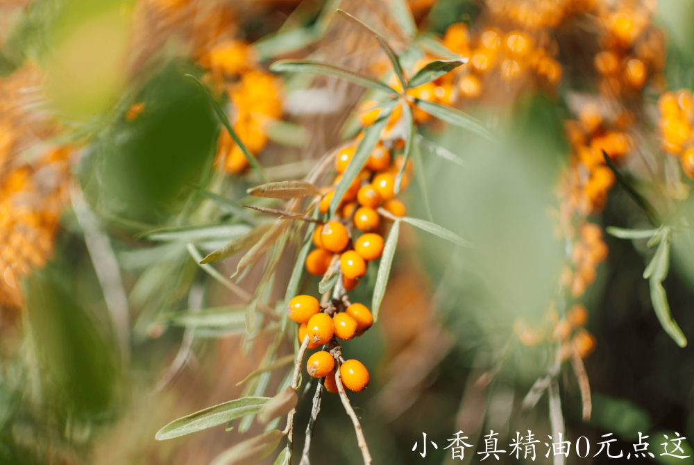 沙棘油.png