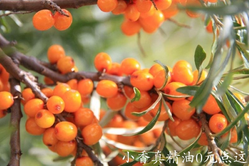 沙棘油2.jpg