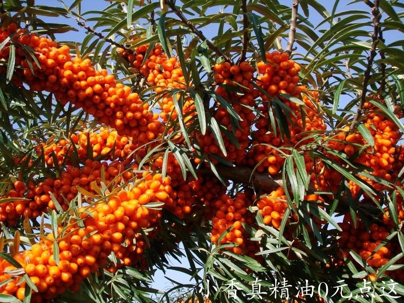 沙棘油4.jpg