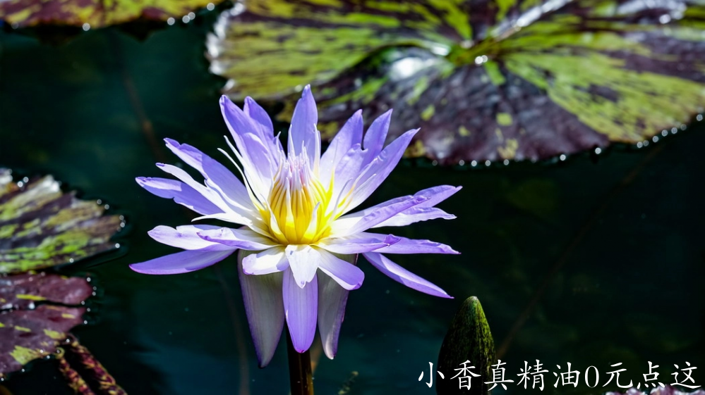 蓝莲花6.png