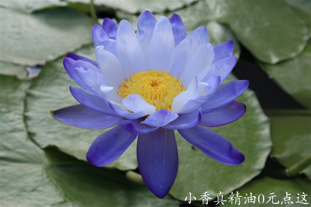 蓝莲花3.png