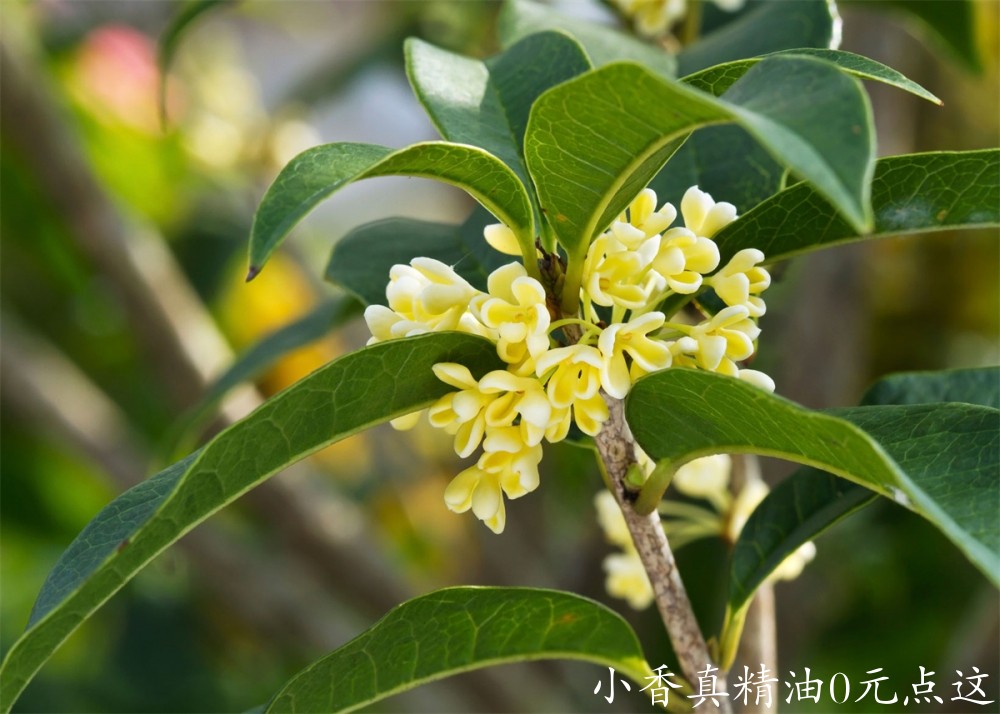 桂花Osmanthus.jpg