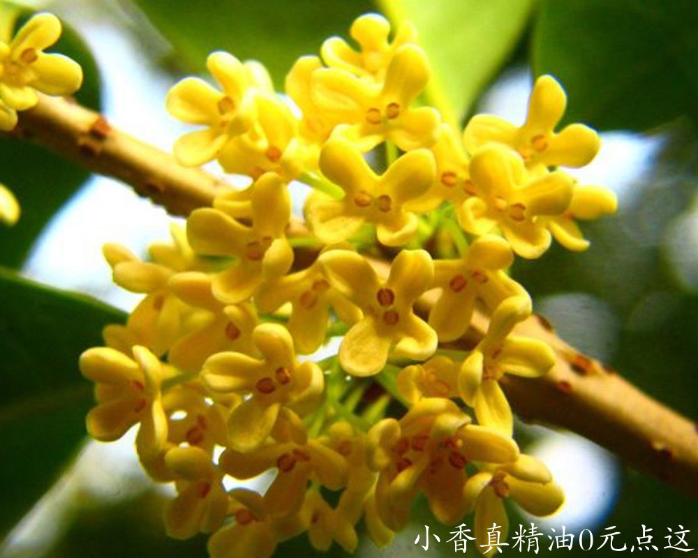 10059桂花.jpg