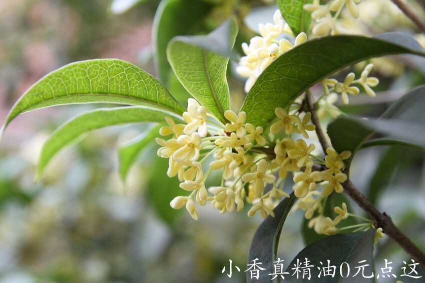 10040桂花.jpg