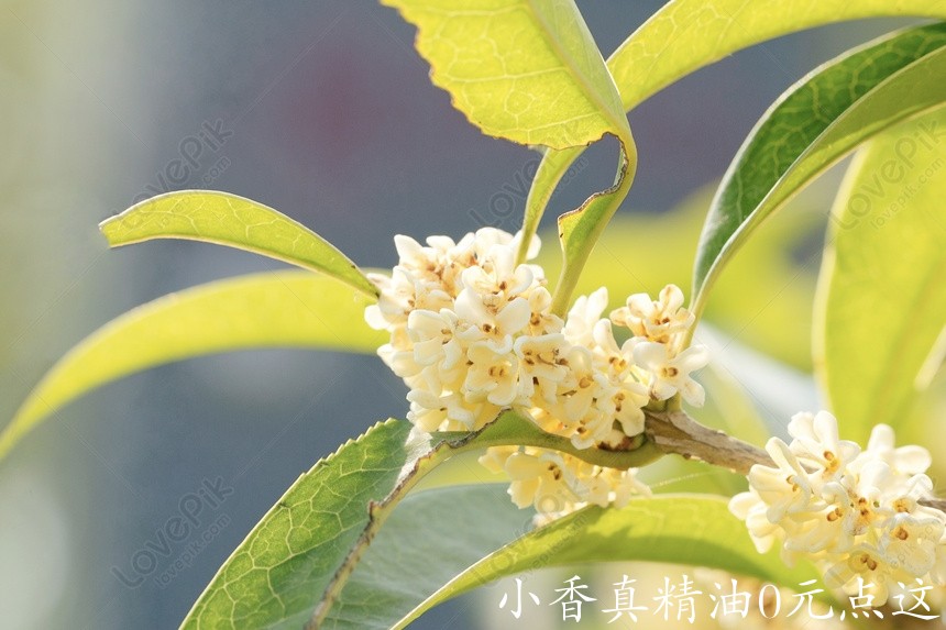 10041桂花.jpg