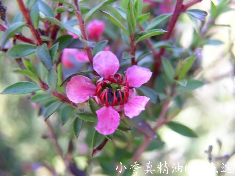 松红梅myrtaceae-leptospermum-scoparium-nicholsii-5.jpg