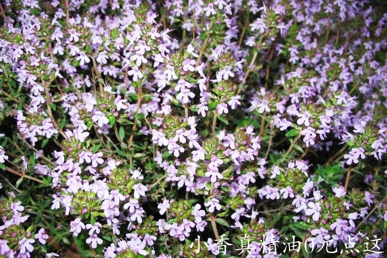 百里酚百里香 thyme thymol-Thymus Vulgaris Thymoliferum.jpg