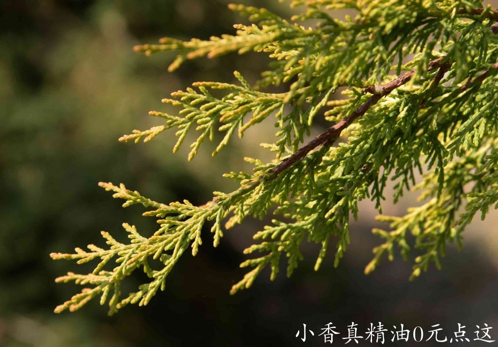 10001丝柏.jpg