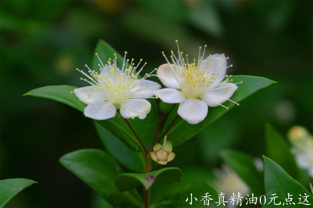 香桃木该图片由Marc Miraille在Pixabay上发布.jpg