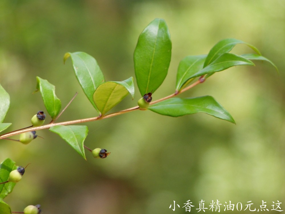 10028香桃木.jpeg