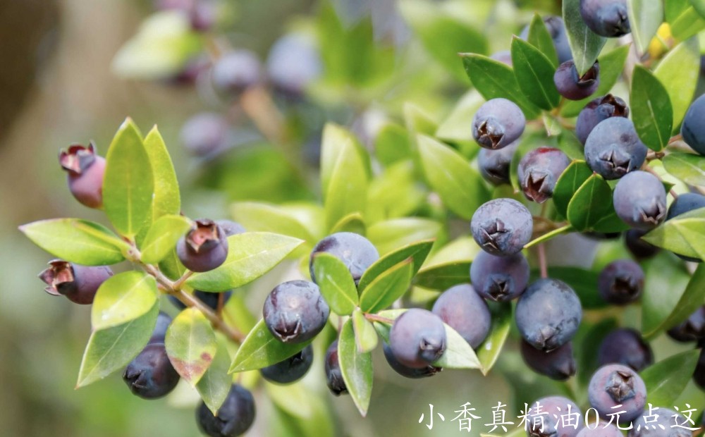 10062香桃木.jpg