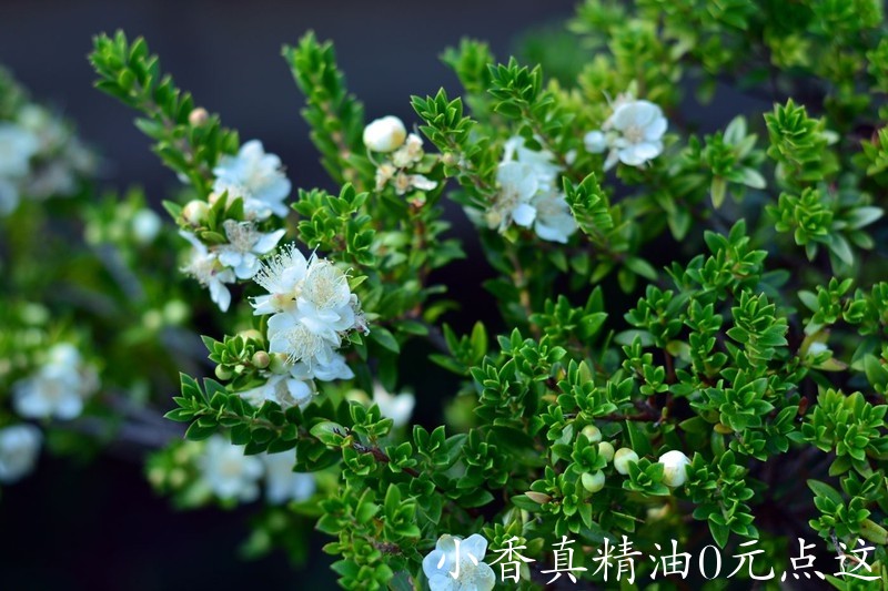 10060香桃木.jpg