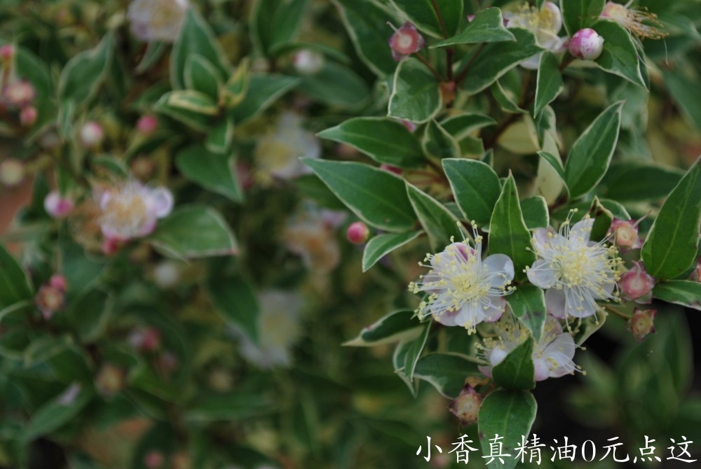 10050香桃木.jpg