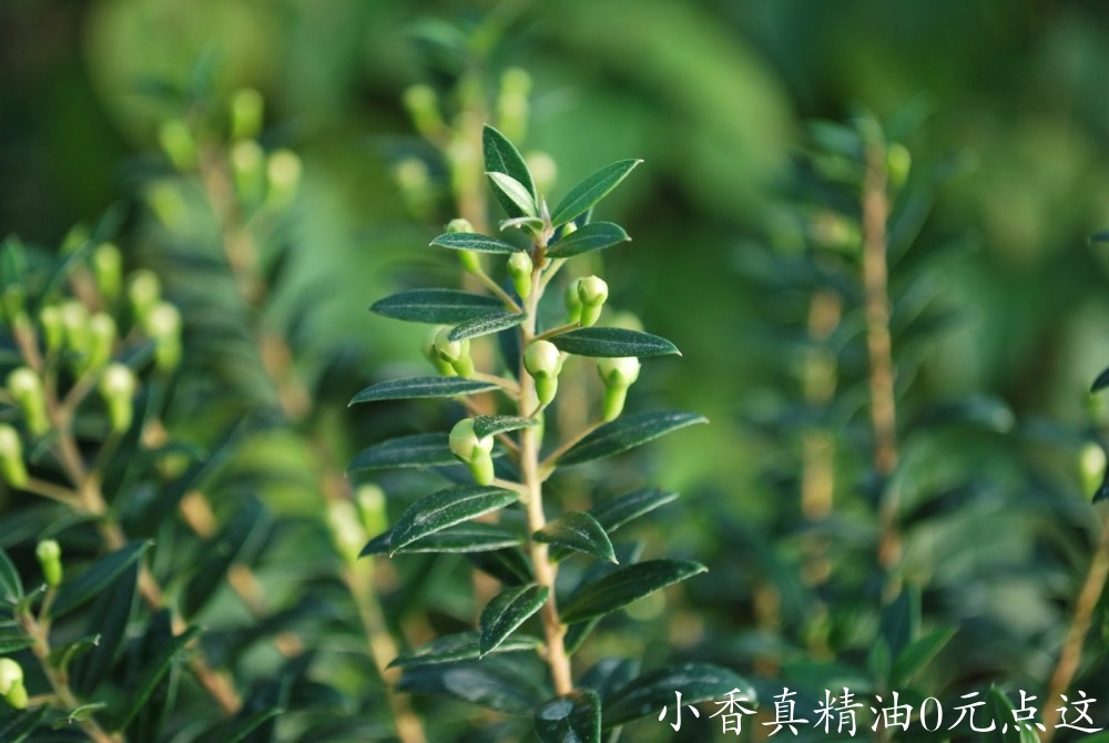 10048香桃木.jpg