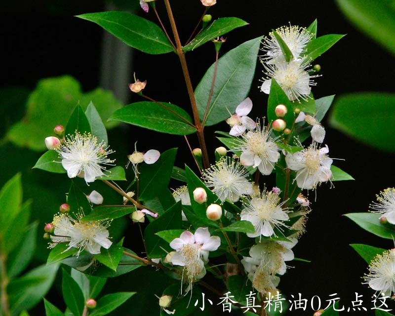 10026香桃木.jpg