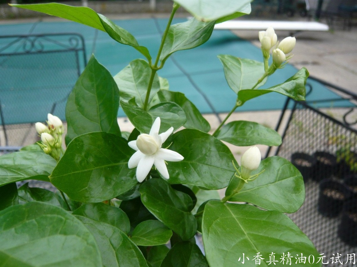 10030茉莉.jpg