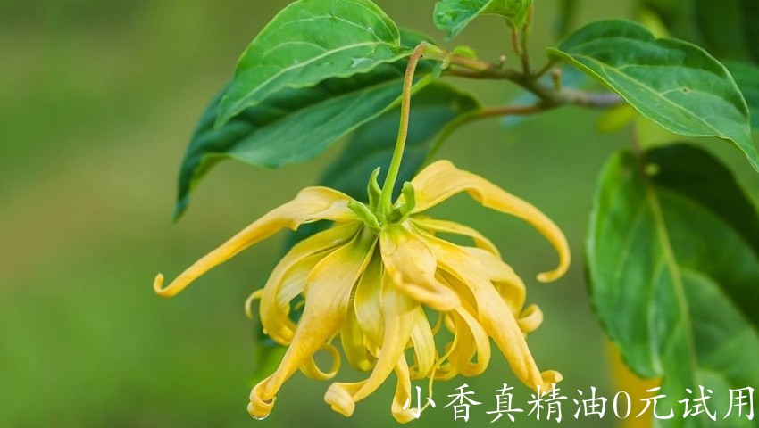 10049依兰.jpg