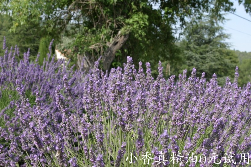 穗花薰衣草Bildtankstelle_1_039.jpg