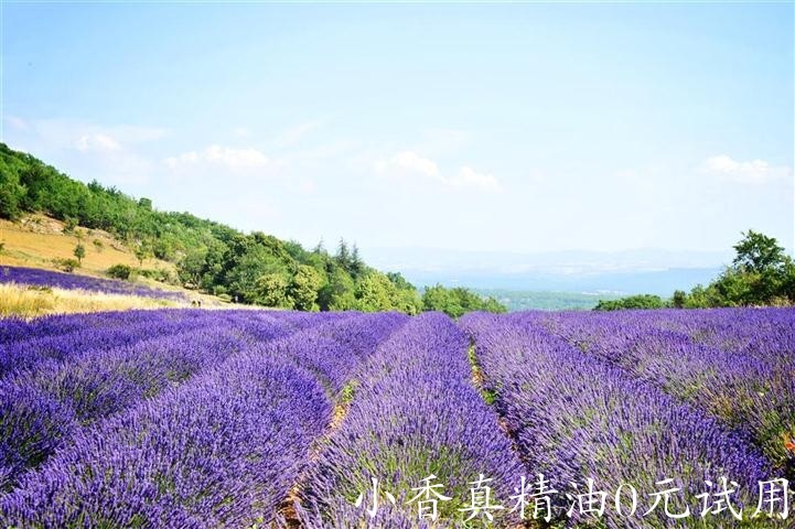 薰衣草DSC_2772_r.JPG