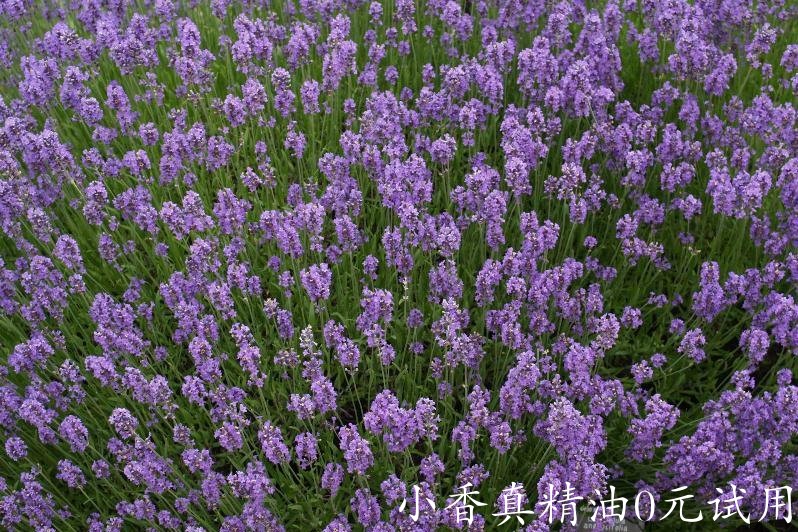 真正薰衣草 lavender vera-Lavandula Angustifolia.jpg