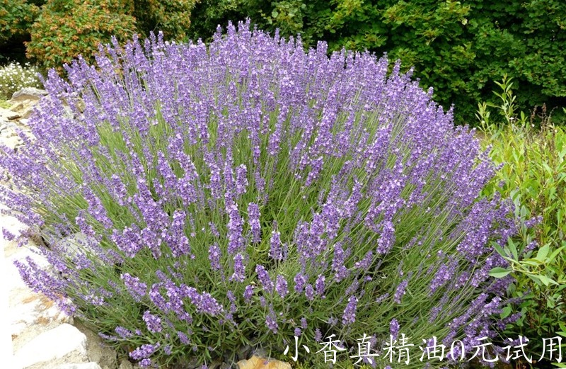 真正薰衣草lavandula_angustifolia_04.jpg