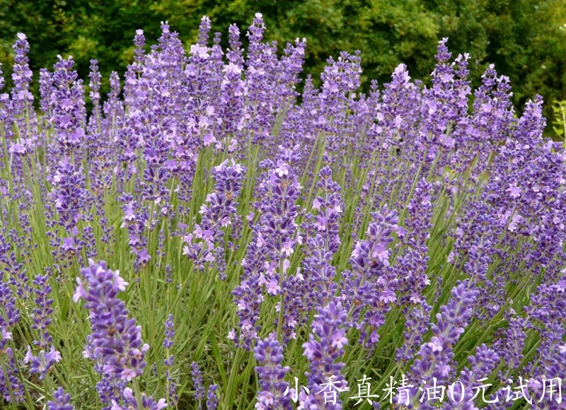 真正薰衣草lavandula_angustifolia_02.jpg