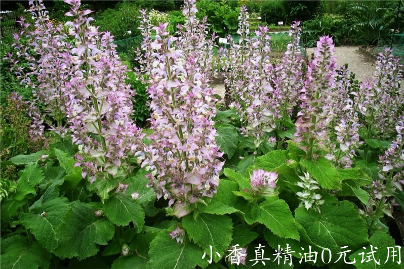 快乐鼠尾草 clary sage-Salvia Sclarea.jpg