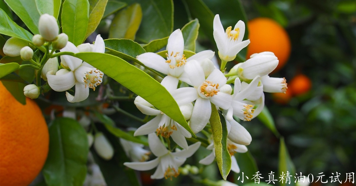 10039橙花.jpg