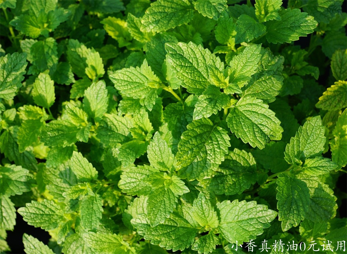 薄荷该图片由photosforyou在Pixabay上发布.jpg