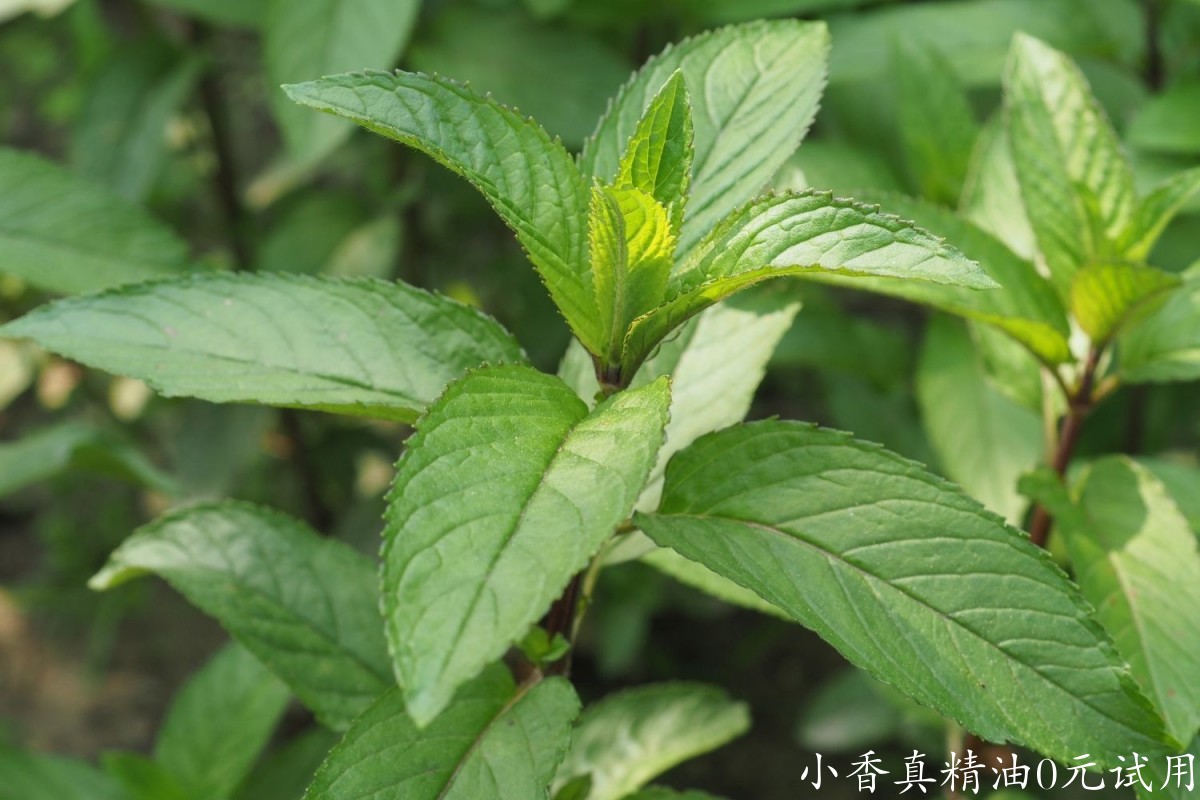 10010薄荷.jpg