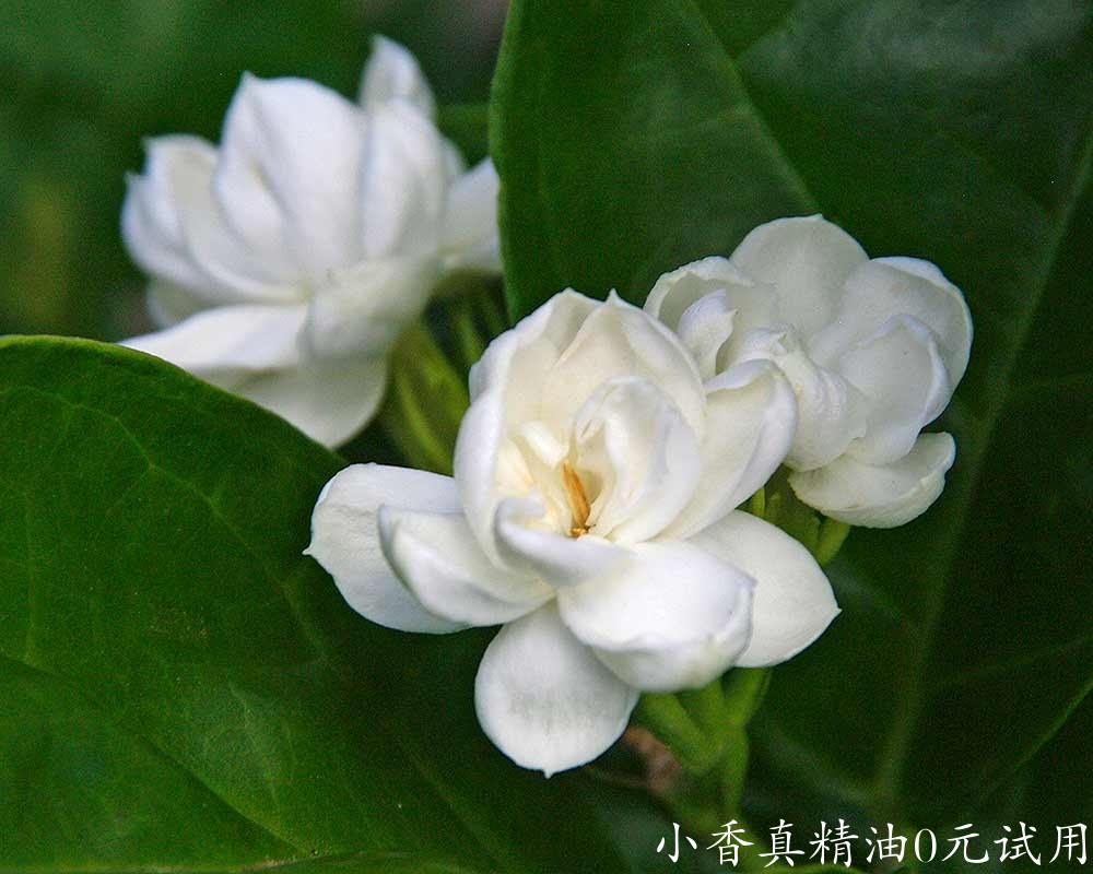 10070茉莉.jpg